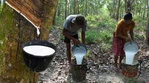 ວິສາຫະກິດຈີນ ຊ່ວຍຊຸກຍູ້ການຫັນປ່ຽນ-ຍົກລະດັບອຸດສາຫະກຳ ຢາງພາລາຂອງກຳປູເຈຍ